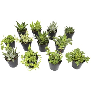 image:imageAltman Plants Assorted Succulents Plants Live Houseplants 12PK Succulent Plants Home Office Plants Live Indoor Plants Live Plants Indoor House Plants Easy Care Plants Desk Plants Kitchen Plants