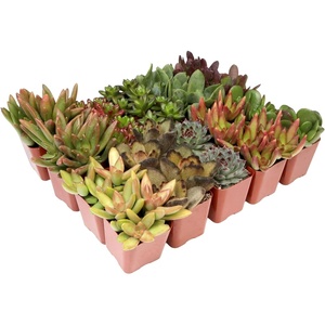image:imageAltman Plants Bulk Succulents Plants Live Houseplants 20PK Live Succulents Live Plants Live House Plants Indoors Live Live Cactus Plants Live Succulent Plants Live Indoor Plants Live Houseplants