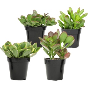 image:imageAltman Plants Classic Jade Plant Pack 6PK Easy Plants Variegated Mosaic Jade Plants Lemon Lime Succulent Plants Live Succulents Live Plants amp Live House Plants in 35 Pots with Succulent Soil25