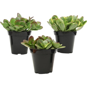 image:imageAltman Plants Classic Jade Plant Pack 6PK Easy Plants Variegated Mosaic Jade Plants Lemon Lime Succulent Plants Live Succulents Live Plants amp Live House Plants in 35 Pots with Succulent Soil35