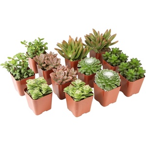 image:imageAltman Plants Deluxe Live Succulents 12 Pack 6 Unique Varieties in Sets of 2 Assorted Colors amp Shapes Easy Plant Care 2 in Pots12PACK