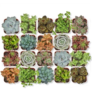 image:imageAltman Plants Deluxe Live Succulents 12 Pack 6 Unique Varieties in Sets of 2 Assorted Colors amp Shapes Easy Plant Care 2 in Pots20PACK