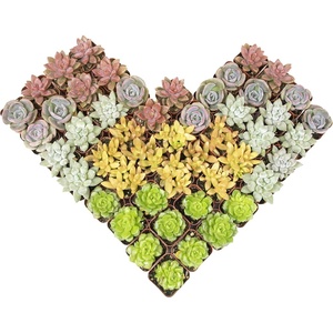 image:imageAltman Plants Deluxe Live Succulents 12 Pack 6 Unique Varieties in Sets of 2 Assorted Colors amp Shapes Easy Plant Care 2 in Pots50PACK