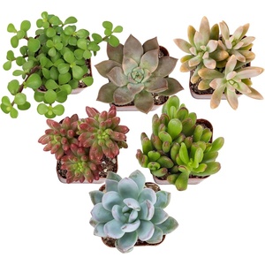image:imageAltman Plants Deluxe Live Succulents 12 Pack 6 Unique Varieties in Sets of 2 Assorted Colors amp Shapes Easy Plant Care 2 in Pots6PACK
