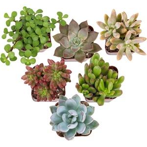 image:imageAltman Plants Deluxe Live Succulents 6 Pack No Duplicates Assorted Varieties amp Shapes Easy Plant Care 2 in Pots