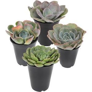 image:imageAltman Plants Echeveria Succulent Mix 4 Pack Assorted Rosette Succulents for Garden amp Home Easy Plant Care 1 Quart Grower Pots Rotating Varieties Real Succulents amp Houseplants for Plant Lovers