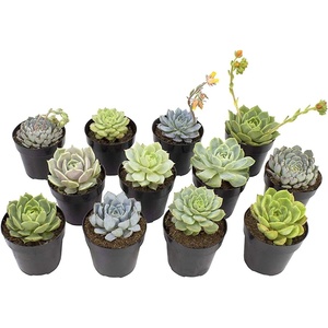 image:imageAltman Plants Echeveria Succulents Live Plants 12PK Live Succulents Plants Live Houseplants Live Indoor Plants Succulent Plants Succulent Plant House Plants Indoors Live Succulent Party Favors