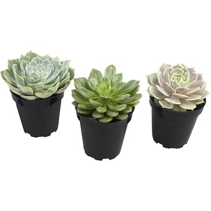 image:imageAltman Plants Echeveria Succulents Live Plants 3 Pack Assorted 35 Potted Succulents Plants Live House Plants in Cacti and Succulent Soil Wedding Party Favors Cactus Plants Live Indoor Plants