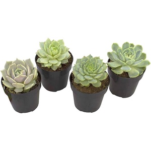 image:imageAltman Plants Echeveria Succulents Live Plants 4 Pack Live Succulents Plants Live Houseplants Live Indoor Plants Succulent Plants Succulent Plant House Plants Indoors Live Succulent Party Favors