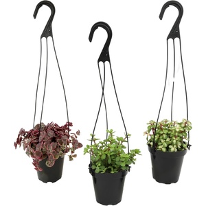 image:imageAltman Plants Hanging Succulents 3PK in 35 Hanging Baskets for Plants String of Pearls Calico Kitten Crassus Portulacaria Afra Trailing Live Succulents Plants amp House Plants in Succulent Soil