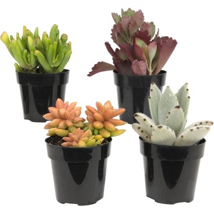 image:imageAltman Plants Live Succulents Plants Live Houseplants 4PK Succulent Plant Lover Gifts Live Indoor Plants in Potting Soil Live Plants Indoor Cactus Plants Live Succulent Plants Live House Plants25