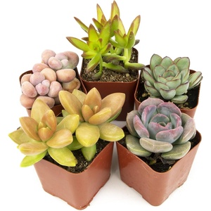 image:imageAltman Plants Live Succulents Plants Live Houseplants 5PK Succulent Plants Live Indoor Plants Live Plants Indoor Live House Plants Succulent Plant Kit Live Cactus Plants Live in Succulent Soil5PACK