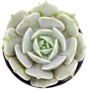 image:imageAltman Plants Lola Echeveria Succulent Plants Live Succulents Plants Live with Pot Live Indoor Plants Live Houseplants Live Indoor House Plants Indoors Live Plants Outdoor Plants Live Outdoor PlantsEcheveria Lola