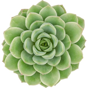 image:imageAltman Plants Lola Echeveria Succulent Plants Live Succulents Plants Live with Pot Live Indoor Plants Live Houseplants Live Indoor House Plants Indoors Live Plants Outdoor Plants Live Outdoor PlantsEcheveria Lime n Chile
