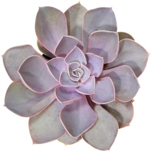 image:imageAltman Plants Lola Echeveria Succulent Plants Live Succulents Plants Live with Pot Live Indoor Plants Live Houseplants Live Indoor House Plants Indoors Live Plants Outdoor Plants Live Outdoor PlantsEcheveria Perle Von Nurnberg