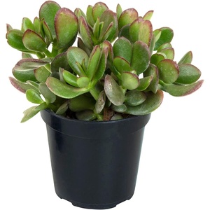 image:imageAltman Plants Lola Echeveria Succulent Plants Live Succulents Plants Live with Pot Live Indoor Plants Live Houseplants Live Indoor House Plants Indoors Live Plants Outdoor Plants Live Outdoor PlantsCrassula Ovata Jade Plant