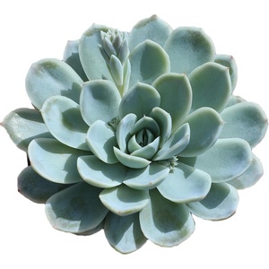 image:imageAltman Plants Lola Echeveria Succulent Plants Live Succulents Plants Live with Pot Live Indoor Plants Live Houseplants Live Indoor House Plants Indoors Live Plants Outdoor Plants Live Outdoor PlantsEcheveria Arctic Ice