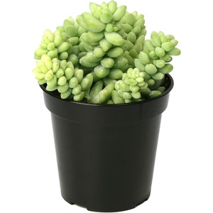 image:imageAltman Plants Lola Echeveria Succulent Plants Live Succulents Plants Live with Pot Live Indoor Plants Live Houseplants Live Indoor House Plants Indoors Live Plants Outdoor Plants Live Outdoor PlantsSedum Burros Tail