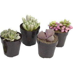image:imageAltman Plants Mimicry Succulents Plants Live Mini Succulents 4 Pack Lithops Live Plants Outdoor or Live Indoor Plants Living Stones Succulent Plants Live Houseplants Succulent Plant House Plants4 Pack