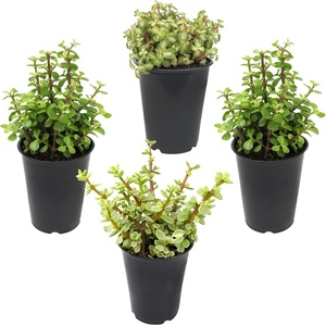 image:imageAltman Plants NonToxic Portulacaria Succulent Mix 4 Pack Pet Safe Succulents Easy Plant Care 1 Quart Grower Pots Rotating Varieties Real Succulents amp Houseplants for Plant Lovers