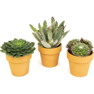 image:imageAltman Plants Real Succulent Plant Decor 3 Pack Easy Plant Care Includes Terracotta Planters Assorted Varieties Live Succulents amp Houseplant Gifts for Plant Lovers Drought Tolerant