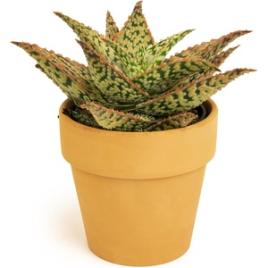 image:imageAltman Plants Star Aloe Rare Succulent Plant Decor Low Maintenance Houseplant Easy Plant Care Includes Terracotta Decorative Planter Colors Vary Live Succulents for Plant Lovers