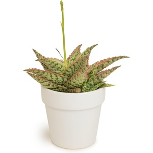 image:imageAltman Plants Star Aloe Rare Succulent Plant Decor Low Maintenance Houseplant Easy Plant Care Includes White Decorative Planter Assorted Varieties Colors Vary Live Succulents for Plant Lovers