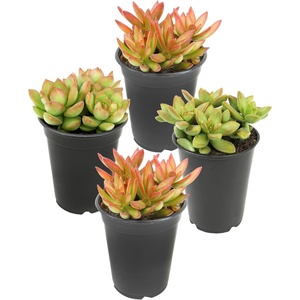image:imageAltman Plants Stonecrop Sedum Succulent Mix 4 Pack NonToxic Succulents Easy Plant Care 1 Quart Grower Pots Rotating Varieties Pet Safe Real Succulents amp Houseplants for Plant Lovers