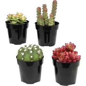 image:imageAltman Plants Succulent Fairy Garden Kit 4 Pack Live Succulents Plants Live Houseplants Fairy Garden Accessories Terrarium Plants Indoor Plants Live Plants Indoor House Plants Succulent Plants