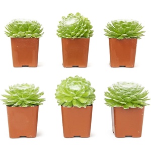 image:imageAltman Plants Succulents Plants Live 2 Sempervivum Cobweb Buttons 6Pack Outdoor Garden Decor Succulent Plant Kit Live Succulents Plants Terrarium Live Plants Indoor Plants Live Houseplants