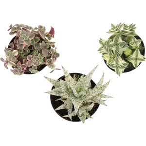 image:imageAltman Plants Variegated Succulent Plant Collection 3PK Mini Succulents Colorful Succulent Plants Live Succulents Multicolor Succulents Variegated Live Plants amp House Plants in 35 Pots