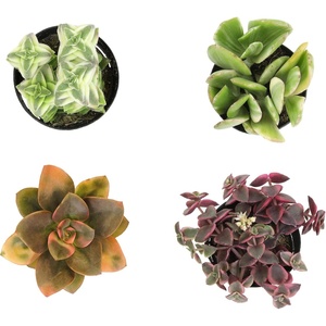 image:imageAltman Plants Variegated Succulent Plant Collection 4PK Mini Succulents Colorful Succulent Plants Live Succulents Multicolor Succulents Variegated Live Plants amp House Plants in 25 Pots