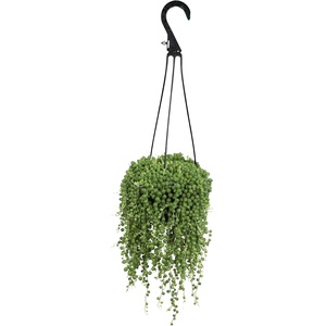 image:imageLive String of Pearls Succulent Plant Decor Hanging Basket Real Succulents amp Houseplants for Home or Office Senecio Rowleyanus Unique House Plants