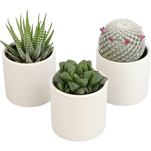 image:imageLoLite Haworthia Gasteria Cactus Mix Low Light Succulent Plant Decor Easy Plant Care Includes White Decorative Planters Assorted Varieties Live Succulents amp Houseplants for Plant Lovers