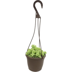 image:imageSedum Burrito Succulent Plant Decor Hanging Basket Real Succulents amp Houseplants for Home or Office Sedum Morganianum Donkey Tail Unique House Plants