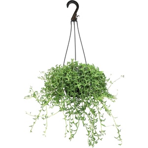 image:imageString of Dolphins Succulent Plant Decor Hanging Basket Real Succulents amp Houseplants for Home or Office Senecio Peregrinus Unique House Plants