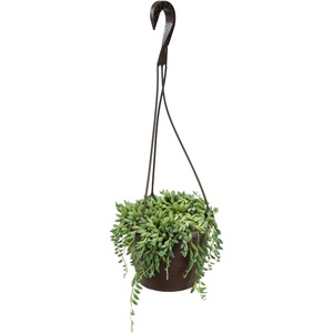 image:imageString of Raindrops Succulent Plant Decor Hanging Basket Real Succulents amp Houseplants for Home or Office Senecio Curio Unique House Plants