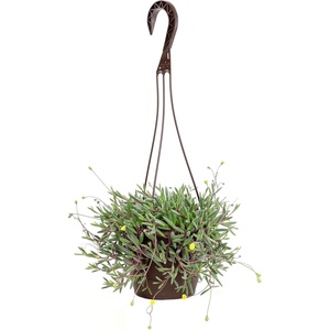image:imageString of Rubies Live Succulent Purple Ruby Necklace Trailing Succulent Plant Decor Othonna Capensis 6 in Hanging Basket Unique House Plants LowMaintenance Houseplants Easy Plant