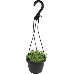 image:imageString of Turtles Live Plant Hanging Basket Pet Friendly Live Indoor Plants Peperomia prostrata Succulent Real Houseplant NonToxic Houseplants for Home or Office
