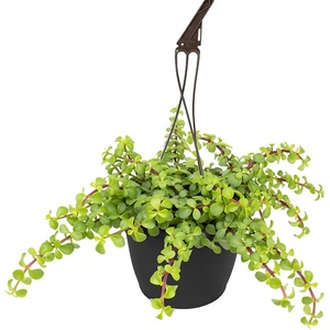 image:imageTrailing Elephant Bush Portulacaria Succulent Plant Hanging Basket Pet Friendly Live Indoor Plants amp Succulents Real Houseplant NonToxic Houseplants for Home or Office