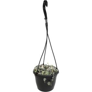 image:imageVariegated String of Hearts Hanging Basket Pet Friendly Live Indoor Plant Ceropegia linearis Woodii Real Houseplant NonToxic Houseplants for Home or Office
