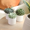image:imageLive Succulent Plants Mix 3 Pack Mixed Succulent Plant Decor Easy Plant Care Includes White Decorative Planters Assorted Varieties Real Succulents amp Houseplants for Plant Lovers