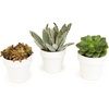 image:imageLive Succulent Plants Mix 3 Pack Mixed Succulent Plant Decor Easy Plant Care Includes White Decorative Planters Assorted Varieties Real Succulents amp Houseplants for Plant Lovers