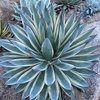 image:imageAltman Plants Rare Agave Snowglow Premium Exotic Succulent amp Live Plant Blue Agave Plant Exotic Plants amp Rare Plants Live Succulents Plants Live Outdoor Plants Rare Succulent Plants Live Plants