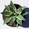 image:imageAltman Plants Rare Agave Snowglow Premium Exotic Succulent amp Live Plant Blue Agave Plant Exotic Plants amp Rare Plants Live Succulents Plants Live Outdoor Plants Rare Succulent Plants Live Plants