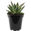 image:imageAltman Plants Rare Agave Snowglow Premium Exotic Succulent amp Live Plant Blue Agave Plant Exotic Plants amp Rare Plants Live Succulents Plants Live Outdoor Plants Rare Succulent Plants Live Plants