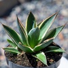 image:imageAltman Plants Rare Agave Snowglow Premium Exotic Succulent amp Live Plant Blue Agave Plant Exotic Plants amp Rare Plants Live Succulents Plants Live Outdoor Plants Rare Succulent Plants Live Plants