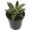 image:imageAltman Plants Rare Agave Snowglow Premium Exotic Succulent amp Live Plant Blue Agave Plant Exotic Plants amp Rare Plants Live Succulents Plants Live Outdoor Plants Rare Succulent Plants Live Plants