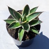 image:imageAltman Plants Rare Agave Snowglow Premium Exotic Succulent amp Live Plant Blue Agave Plant Exotic Plants amp Rare Plants Live Succulents Plants Live Outdoor Plants Rare Succulent Plants Live Plants