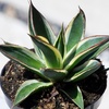 image:imageAltman Plants Rare Agave Snowglow Premium Exotic Succulent amp Live Plant Blue Agave Plant Exotic Plants amp Rare Plants Live Succulents Plants Live Outdoor Plants Rare Succulent Plants Live Plants